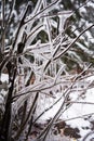 Frozen tree, snowy tree branches, close-up, winter Royalty Free Stock Photo