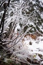 Frozen tree, snowy tree branches, close-up, winter Royalty Free Stock Photo