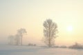 frozen tree on a snowy field illuminated by the rising sun in foggy winter weather at end of december frosted trees during sunrise Royalty Free Stock Photo