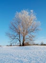 Frozen tree in snowy winter field under blue sky Royalty Free Stock Photo