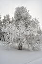 Frozen tree Royalty Free Stock Photo