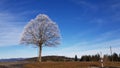 Frozen tree in a sunny day, Black forest, Germany Royalty Free Stock Photo
