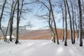 Frozen tree trunks on forest and mountains Royalty Free Stock Photo