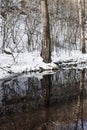 Frozen tree trunks mirrored in a spring wintertime in Hungary Royalty Free Stock Photo