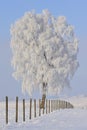 Frozen Tree in winter Royalty Free Stock Photo