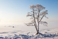 Frozen tree on winter bay and blue sky Royalty Free Stock Photo