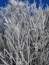 frozen tree Royalty Free Stock Photo