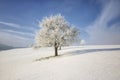 Frozen tree on winter field and blue sky Royalty Free Stock Photo