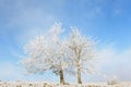 Frozen trees Royalty Free Stock Photo