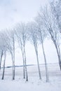 Frozen trees Royalty Free Stock Photo