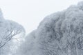 Frozen trees against a cloudy sky in frosty weather Royalty Free Stock Photo