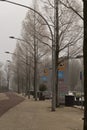 Frozen trees Amsterdam