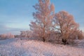 Frozen trees in beautiful winter morning Royalty Free Stock Photo