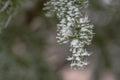 frozen trees and branches with ice and fog Royalty Free Stock Photo