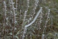 frozen trees and branches with ice and fog Royalty Free Stock Photo