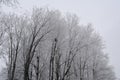 Frozen trees in city park in winter. Dark branches are covered by white hoarfrost Royalty Free Stock Photo