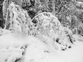 Frozen trees in the cold forest winter snow Royalty Free Stock Photo
