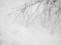 Frozen trees in the cold forest winter snow Royalty Free Stock Photo