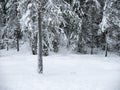 Frozen trees in the cold forest winter snow Royalty Free Stock Photo