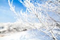 Frozen trees with cool blue winter sky Royalty Free Stock Photo