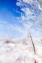 Frozen trees with cool blue winter sky Royalty Free Stock Photo