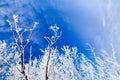 Frozen trees with cool blue winter sky Royalty Free Stock Photo