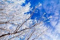 Frozen trees with cool blue winter sky Royalty Free Stock Photo