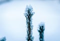 Frozen trees covered by snow and ice crystals in winter. Royalty Free Stock Photo