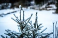 Frozen trees covered by snow and ice crystals in winter. Royalty Free Stock Photo