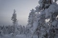 Frozen trees covered in white snow on a winter lapland landscape forest in Rovaniemi Royalty Free Stock Photo