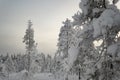Frozen trees covered in white snow on a winter lapland landscape forest in Rovaniemi, Finland Royalty Free Stock Photo
