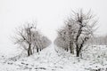 Frozen trees in december Royalty Free Stock Photo