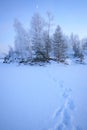 Frozen trees and footprints on snow