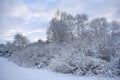 Frozen trees in the forest . Lithuania winter Royalty Free Stock Photo