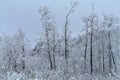 Frozen trees in the forest . Lithuania winter Royalty Free Stock Photo