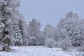 Frozen trees in the forest . Lithuania winter Royalty Free Stock Photo