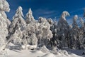 Frozen trees in a forest Royalty Free Stock Photo