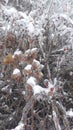 frozen trees freezing rain