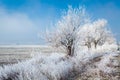 Frozen trees in Karlovo area in Bulgaria