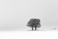 Frozen trees without leaves in the snowy field .Lithuanian winter