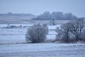 Frozen trees misty day. Beautiful Lithuania winter