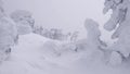 Frozen trees move their branches in snowstorm