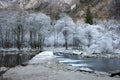 Frozen trees Royalty Free Stock Photo