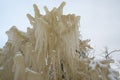 Frozen trees near Valaste waterfall Estonia Royalty Free Stock Photo