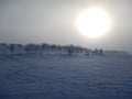 Frozen trees in northern lappland Royalty Free Stock Photo