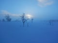 Frozen trees in northern lappland Royalty Free Stock Photo