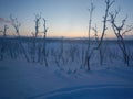 Frozen trees in northern lappland Royalty Free Stock Photo