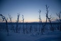 Frozen trees in northern lappland Royalty Free Stock Photo