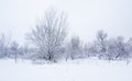 Frozen trees in the park or forest with snow and ice hoarfrost on the cold misty winter day in nature sundown Royalty Free Stock Photo