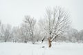 Frozen trees in the park or forest with snow and ice hoarfrost on the cold misty winter day in nature sundown Royalty Free Stock Photo